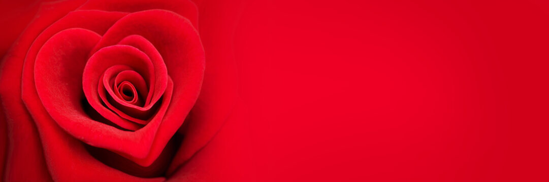 Red rose in the shape of a heart, valentines day panoramic web banner and header, love symbol and concept