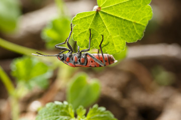 Red insect hanging upside down of a small leaf at garden weed. Macro view of seed bug Spilostethus pandurus