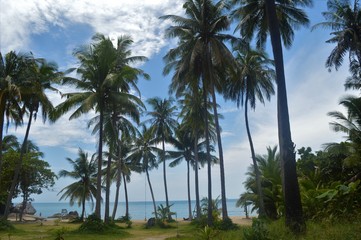 Fototapeta na wymiar Palm trees on a beach of Koh Phangan