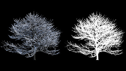 Soufflant sur le vent de beaux arbres d& 39 hiver pleine grandeur avec de la neige, alpha isolé avec un cache de luminance noir et blanc, parfait pour la composition numérique