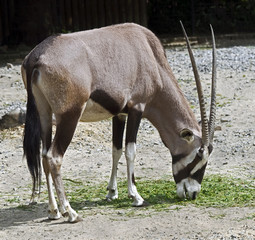 Oryx gazelle. Latin name - Oryx gazella gazella