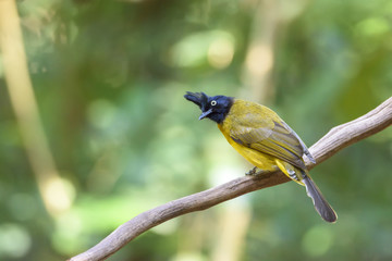 Black-crested bulbul perching on tree branch , Thailand