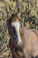 Obraz na płótnie Canvas Beautiful Wild Horse in the Arizona Desert
