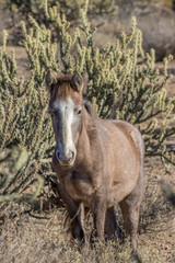 Beautiful Wild Horse in the Arizona Desert