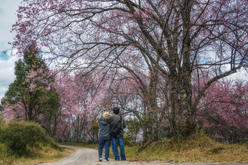 Obraz premium Cherry Blossom Pathway in ChiangMai, Thailand 