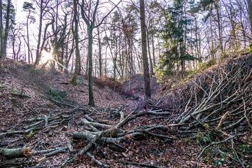Abholzung im Winter