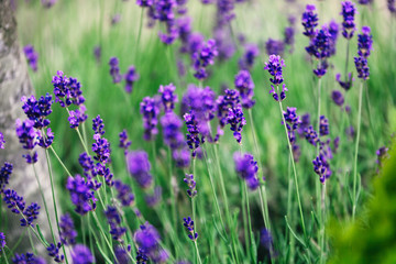 Picture of lavender flowers on field at sunlight