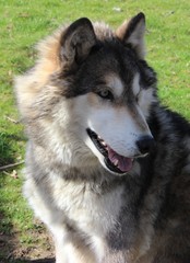 BEAUTIFUL WOLF HYBRID