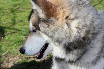 BEAUTIFUL WOLF HYBRID