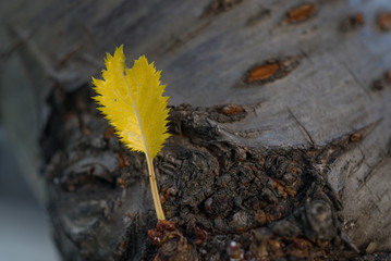 黄葉した小さな桜の葉