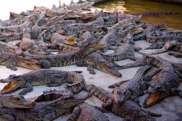 Crocodile farm together.