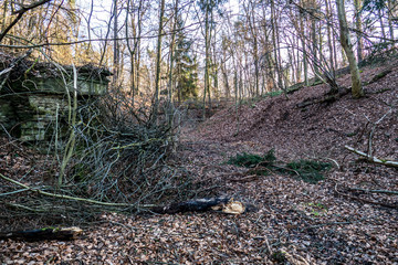 Abholzung im Winter
