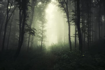 Foto op Canvas eng groen bos met bomen in de mist © andreiuc88