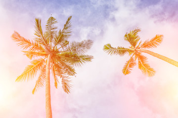 Fototapeta na wymiar Palm tree view on the blue sunset sky