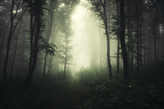 scary green forest with trees in fog