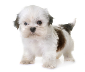 puppy shih tzu in studio