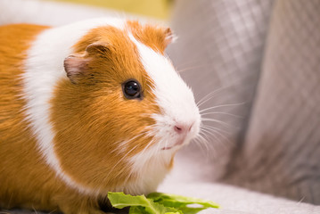 キャベツを食べるモルモット