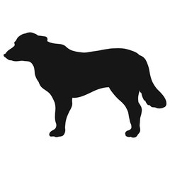 Black silhouette of purebred dog on white background