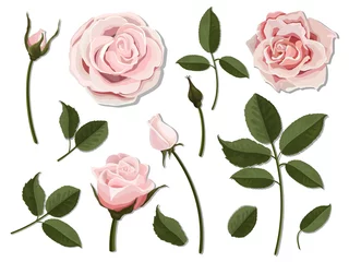 Behang Rozen Een set bloemdelen. Bloeiwijze, knop en blad van een roze roos. Vector, gedetailleerde, realistische illustratie, geïsoleerd. Elementen voor bloemdessin van wenskaart en boeket.