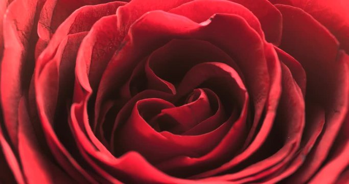 Rote Rose mit angenehmen Licht Zeitraffer Bl&uuml;hen