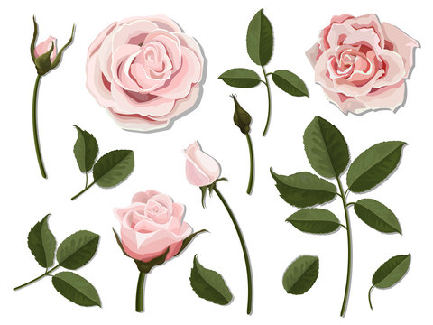 A set of flower parts. Inflorescence, bud and leaf of a pink rose. Vector, detailed, realistic illustration, isolated. Elements for floral design of greeting card and bouquet.