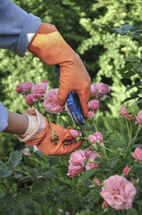 Hands wearing gloves while working at garden