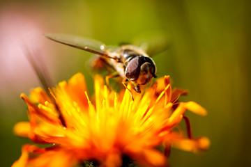 Wasp collects nectar from flower crepis alpina