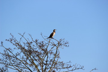 Kormorane an der Nieplitz