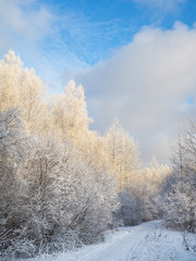 Winter Sunny forest. The snow-covered landscape.

