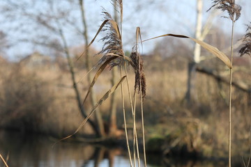 Fototapeta premium Schilfgras im Wind