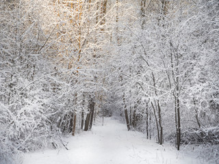 Winter Sunny forest. The snow-covered landscape.
