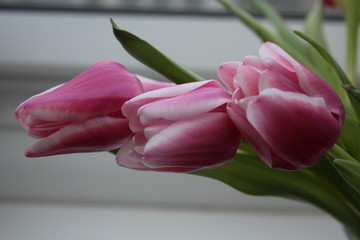 Drei rosafarbene Tulpen