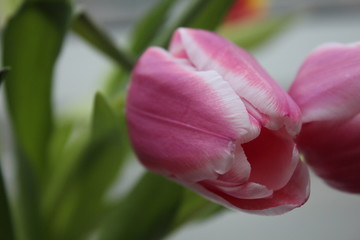 Rosafarbene Tulpe