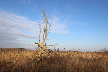 toter Baum an der Nieplitz