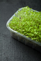 Fresh sprouts of micro-green for a fitness diet.
