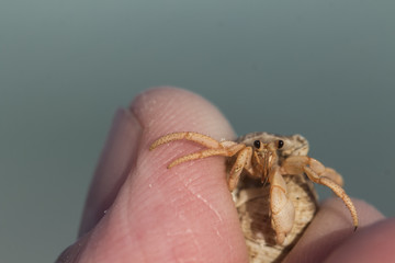cangrejo ermitaño