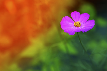Fototapeta premium Violet flower blurred background
