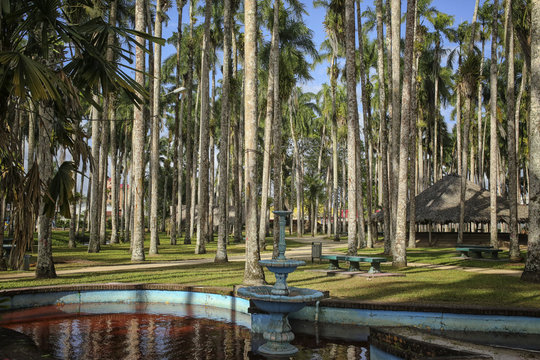 Palm garden, Paramaribo, Suriname