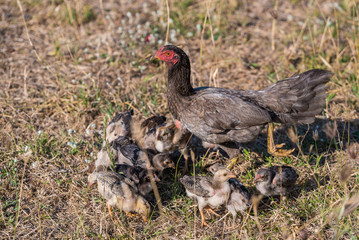 A young hen teaches her chicks to find food from the ground.