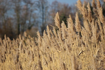 Fototapeta premium Schilfgras im Wind