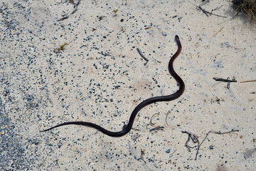 Naklejka premium Australia, Zoology, Reptile