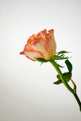 Single Tall Gorgeous Rose