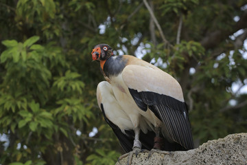 Königsgeier (Sarcoramphus papa) Neuweltgeier, Südamerika