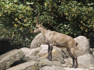 steinbock