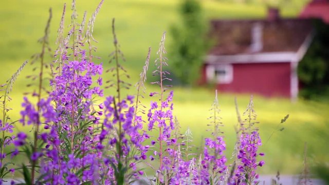 Purple fireweed flowers growing by a country road