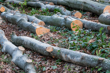 Gefällter Baum