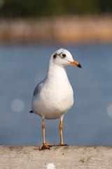 Slender-billed Gull Standing