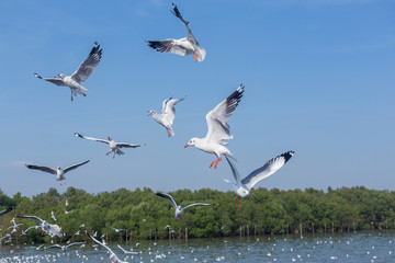 Slender-billed Gull flying