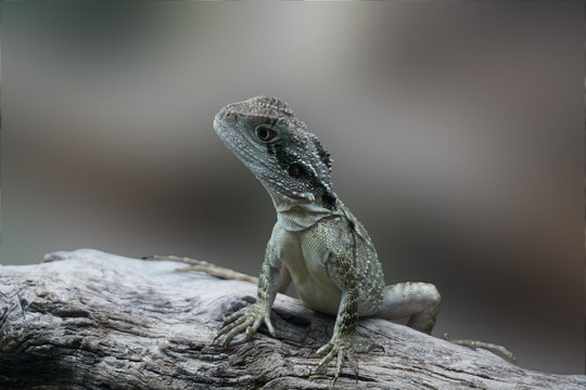 dragon d'eau