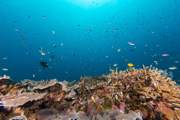 Fototapeta na wymiar Underwater of Coral reef and fish